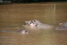 IMG 7878-Kenya, hippos in Kimana River IMG 7878-Kenya, hippos in Kimana River